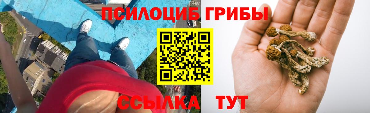 Псилоцибиновые грибы Psilocybe Зеленогорск
